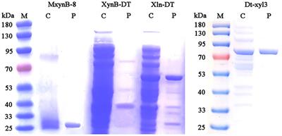 Co-production of Xylooligosaccharides and Xylose From Poplar Sawdust by Recombinant Endo-1,4-β-Xylanase and β-Xylosidase Mixture Hydrolysis